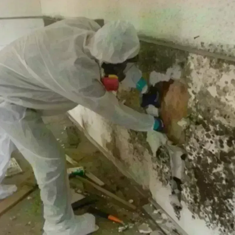 Mold Remediation and Removal in Helena, MT